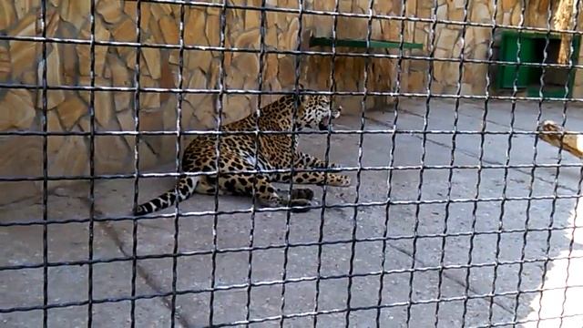 Зоопарк. Крым. Тайган - парк львов смотреть онлайн