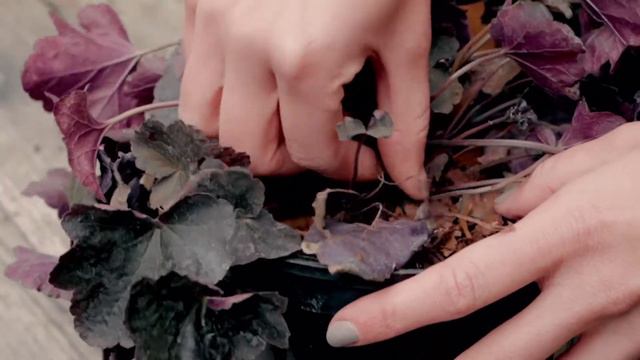 What about weeding, pruning and deadheading? 🥀🍃 смотреть онлайн