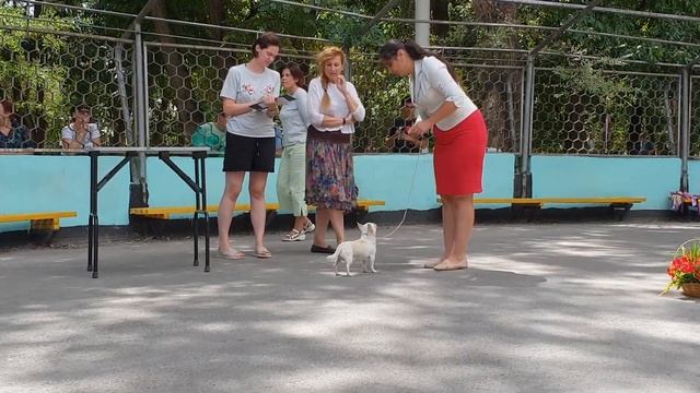Монопородная выставка Чихуахуа г. Волгодонск 12.08.2018г смотреть онлайн