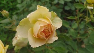 Розы Grafin Diana, Jalitah. и мой любимый Hansestadt Rostock