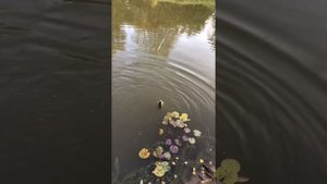 Поймал Белого Амура в своём пруду