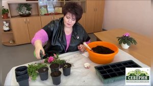 Как сохранить петунию до следующего года