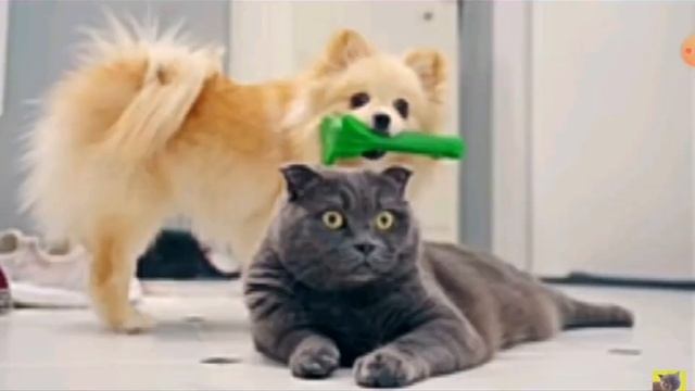 Кошечка Баттерс и  собачка Элис?? НАБОР В ПРАЙД!
