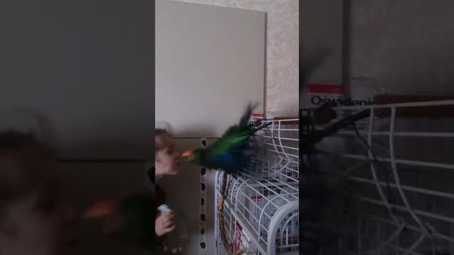 Попугай купается.Приколы с попугаем. Эклектус Гуччи купается. Как правильно купать попугая. смотреть онлайн