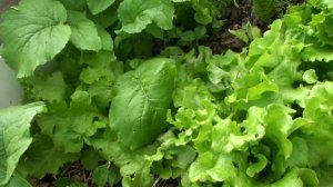 БИО компост результат применения SUPER БИОСТИМУЛЯТОР ПОЧВОУЛУЧШИТЕЛЬ АКЧ Удобрение Подкормка