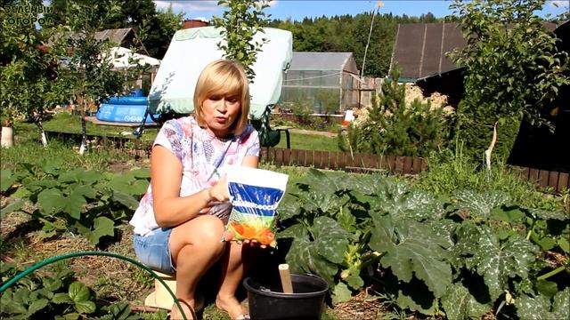 Подкормка КАБАЧКА во время ЦВЕТЕНИЯ и начала ПЛОДОНОШЕНИЯ! Советы от ЗЕЛЕНОГО ОГОРОДА!
