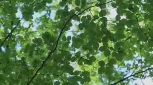 Практика ЙОГА НИДРА с Саламатом