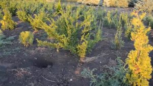 Тис ягодный Элегантиссима | Plante.md