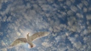 Вечность - Фрэнсис Гойя...