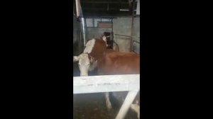 Игнация и стресс у коров