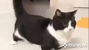 кот танцует ту ту кам, но это 48 секунд