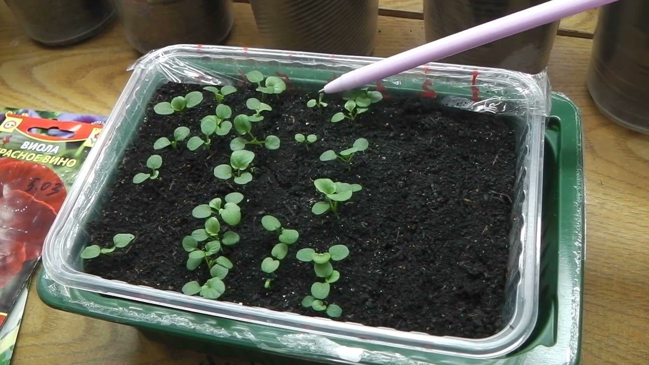 ВСХОЖЕСТЬ СОРТОВ И ГИБРИДОВ ВИОЛЫ РАЗНЫХ ПРОИЗВОДИТЕЛЕЙ . смотреть онлайн