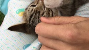 Лайфхак! Как безболезненно вытащить клеща! Котенка укусил клещ