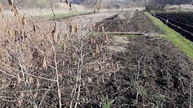 Фундук, как повысить морозостойкость. смотреть онлайн