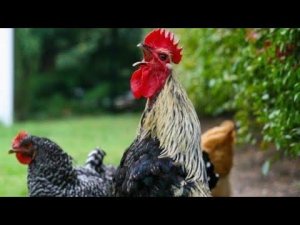 Петух кукарекает в галстуке