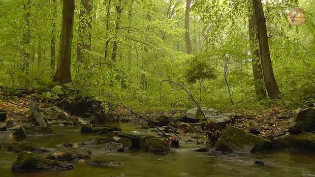 Пение Птиц, Шум Реки для Релакса и Прекрасного Настроения 🌳 #4 смотреть онлайн
