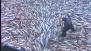 Видео жизненный цикл лосося, нерест f4v