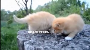 ПЕСЕНКА Котенок Жил на свете пьет молоко