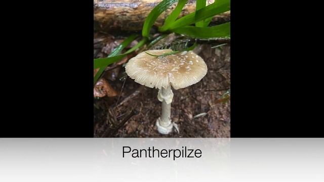 PilzCoachBadenweiler - Pantherpilz, Perlpilz und Grauer Wulstling Juli 2021 Pilze смотреть онлайн