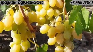 НОВИНКА!!! ГФ. Винограда ФАБЕРЖЕ (Калугин В.М.).