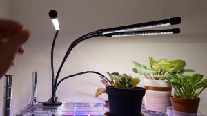 LED plant grow light