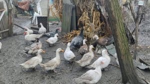 Кролики  Белый Паннон , увеличиваю хозяйство.