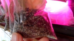 Фиалки Размножение сенполий Листиками в Зип-пакете Zip Lock и стаканчиках быстрый старт