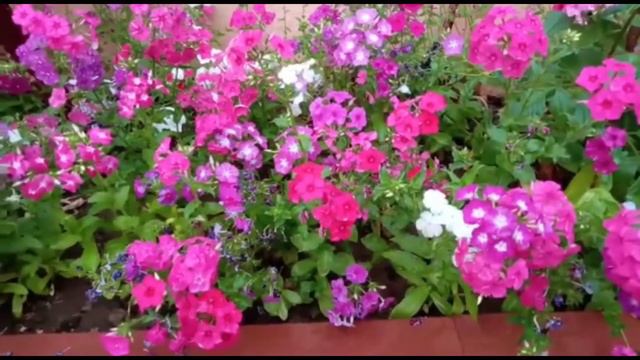 फ्लाॅक्स के पौधे कैसे लगाएं | Phlox ke paudhe lagane ke tips | смотреть онлайн