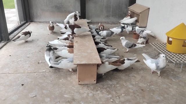 Венгерские голуби. Кишкунфеледьхазский Турман 21.09.23. смотреть онлайн