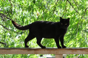 Черный кот отдыхает на набережной, Анапа, черное море