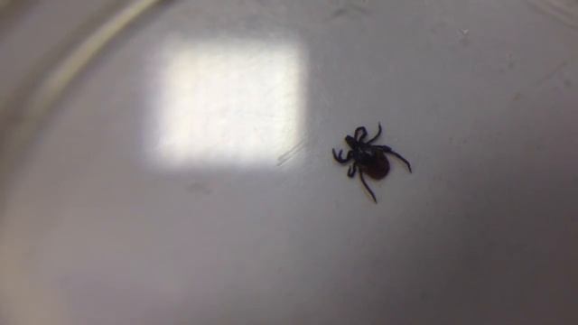 Самка иксодового клеща смотреть онлайн