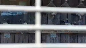 Pakistanian Pigeons.пакистанские голуби в литве.Vladas +37069824709 KAUNAS