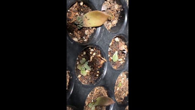 How to propagate Succulents Fast and Easy смотреть онлайн