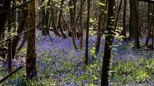 Сегодня Бог проснулся утром рано. Ирина Самарина-Лабиринт (слушать стихи)