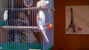 Волнистый попугай БЕЛЫЙ