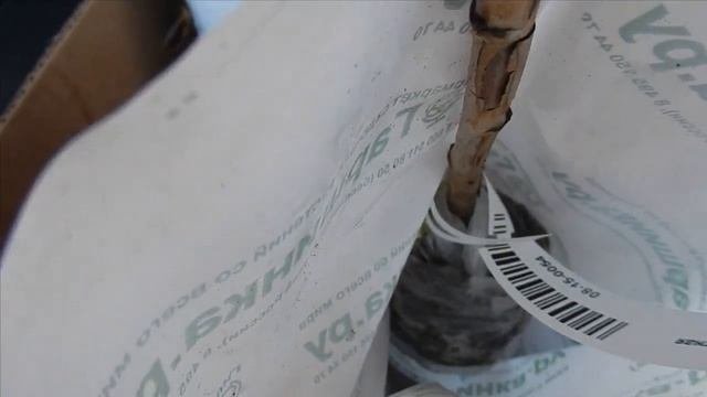 Посылка от магазина Гаршинка. Отзыв.  Желтая малина.