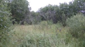 Захожу в кустарник А ТАМ! ГЛЯНЬТЕ! Грибы в яблочном саду!