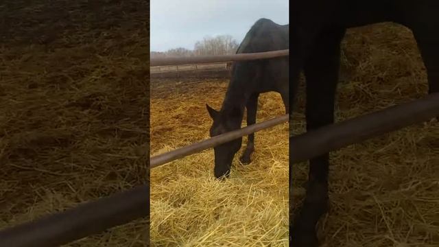 Ревна и другие . Лошади смотреть онлайн