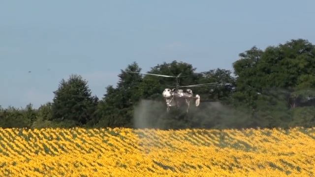 Kamov Ka-26 spraying fungicide to sunflower field near Bakonysárkány, Hungary смотреть онлайн