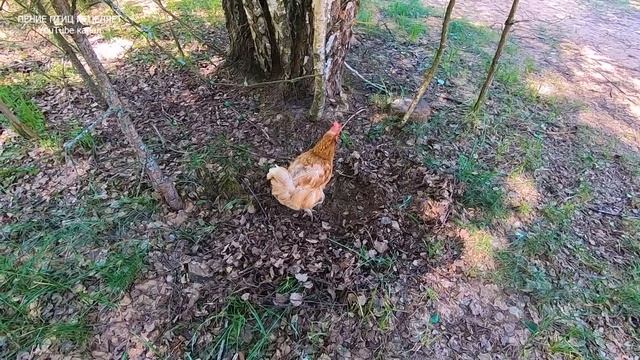ЗВУКИ ДЕРЕВНИ-ЭТО ЗВУКИ НАСТОЯЩЕЙ ЖИЗНИ,ПОКОЯ И УМИРОТВОРЕНИЯ.ОЗДОРОВЛЕНИЕ НЕРВНОЙ СИСТЕМЫ.