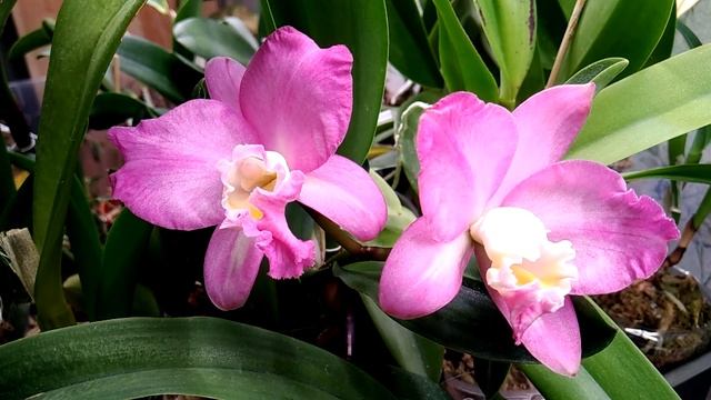 Cattleya Time-lapse. Cattlianthe Doris And Byron 'Christmas Rose'