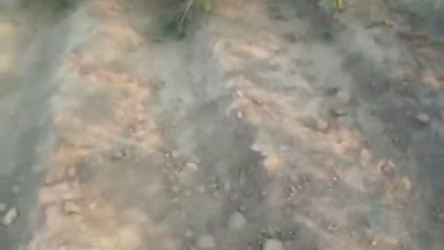 Обзор соняшник євролайтинг АРМАГЕДОН 2017 смотреть онлайн