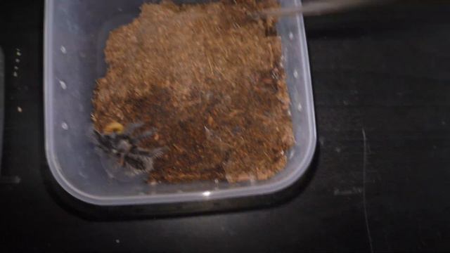 как дела у зоопарка смотреть онлайн