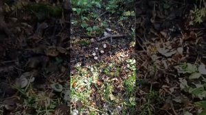 Говорушка дымчатая ? . Шикарный вкусный ? гриб.