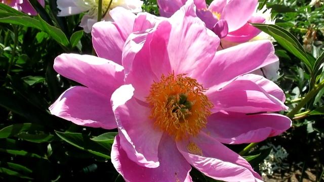 Пышное цветение пионов 2021 | Ботанический сад Владивосток смотреть онлайн