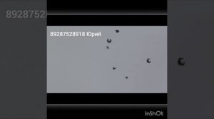 Николаевские голуби (серпасто-выворотные) Ростовская область