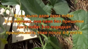 Как формировать,ухаживать за ДЫНЕЙ в открытом грунте Московская область часть 3