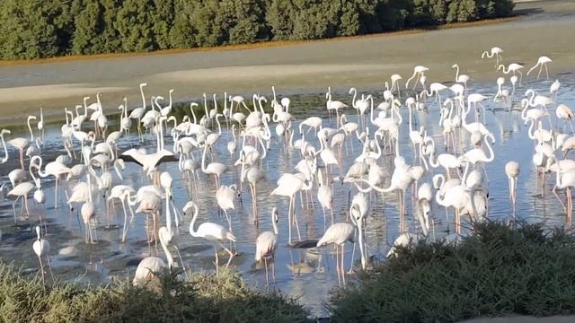 Flamingos in Ras AL Khor Sanctuary Dubai | Flamingos in Dubai смотреть онлайн