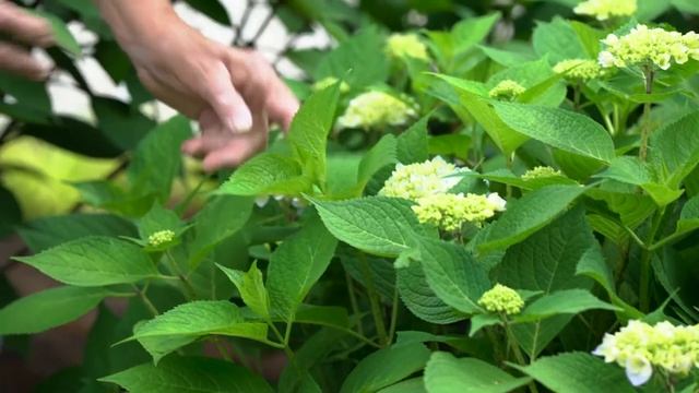 Mal’s Favorites: Lady in Red, Penny Mac & Twist-n-Shout – Hydrangea Macrophylla смотреть онлайн