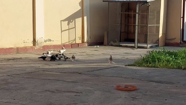 Голуби Самарканда смотреть онлайн